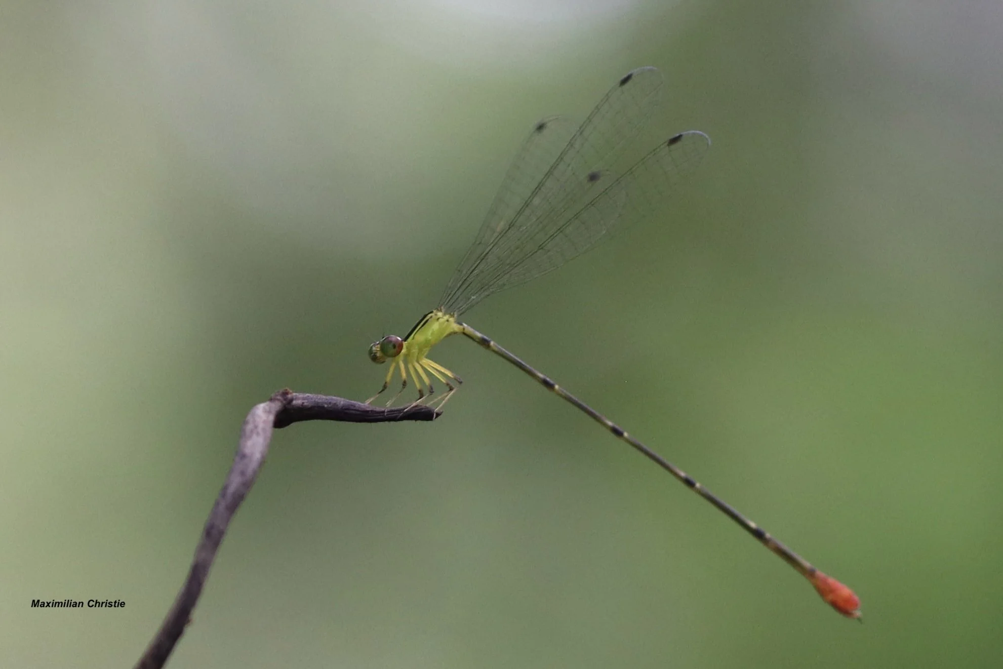 Species of the Month — Dragonfly Society of the Americas
